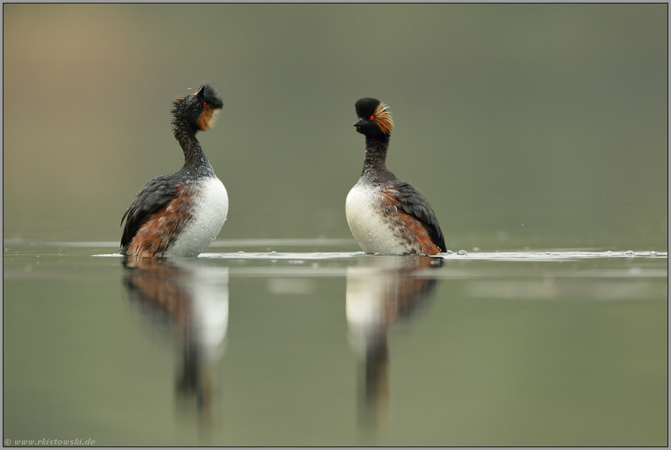 Kopfschütteln heisst nicht immer nein... Schwarzhalstaucher *Podiceps nigricollis*