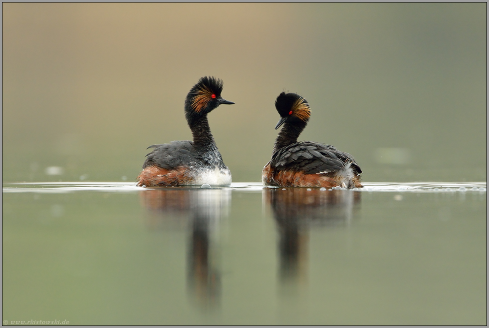 die Verneigung... Schwarzhalstaucher *Podiceps nigricollis*