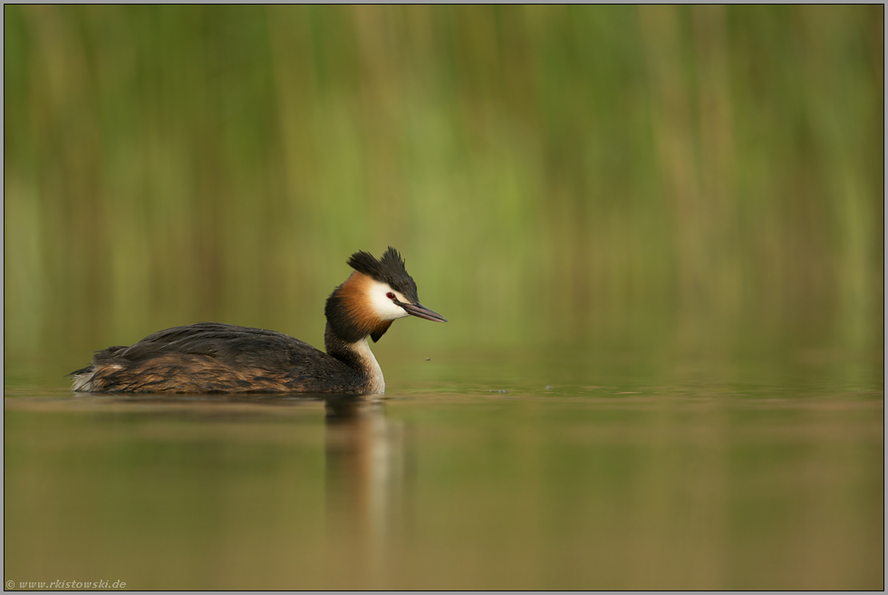 Frühling am See... Haubentaucher *Podiceps cristatus*