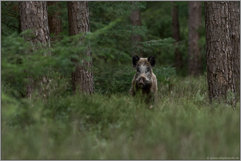 für einen Moment... Wildschwein *Sus scrofa*