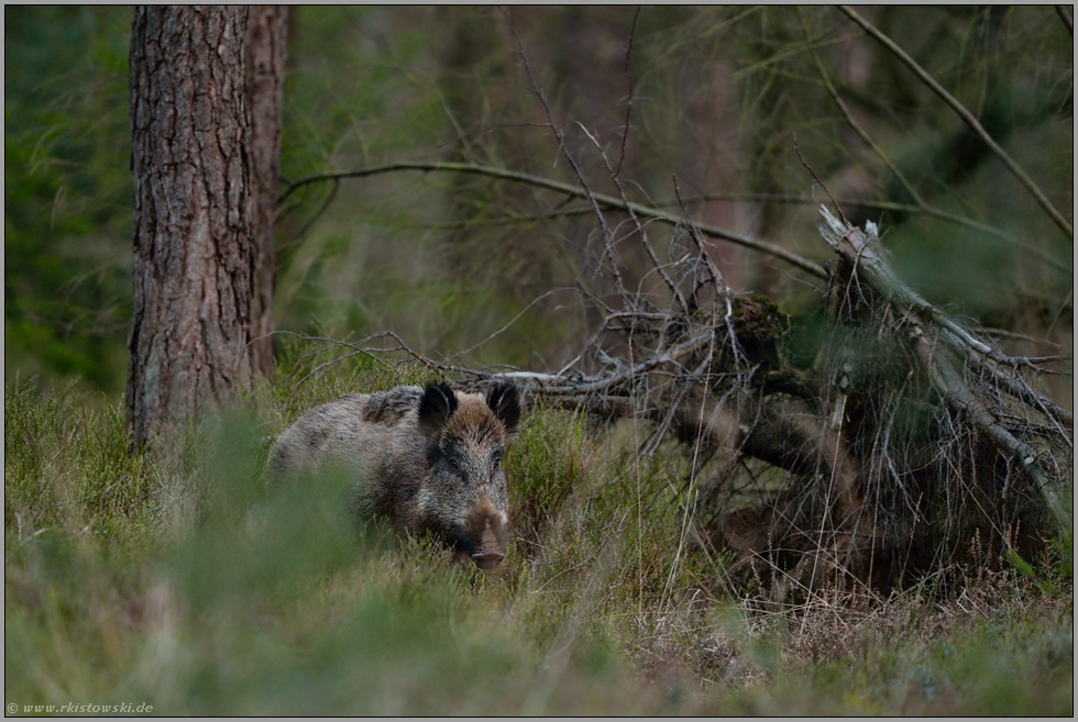 im dichten Unterholz... Wildschwein *Sus scrofa*