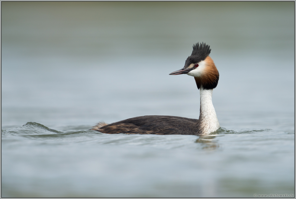 der Blick zurück... Haubentaucher *Podiceps cristatus*