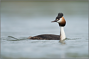 der Blick zurück... Haubentaucher *Podiceps cristatus*