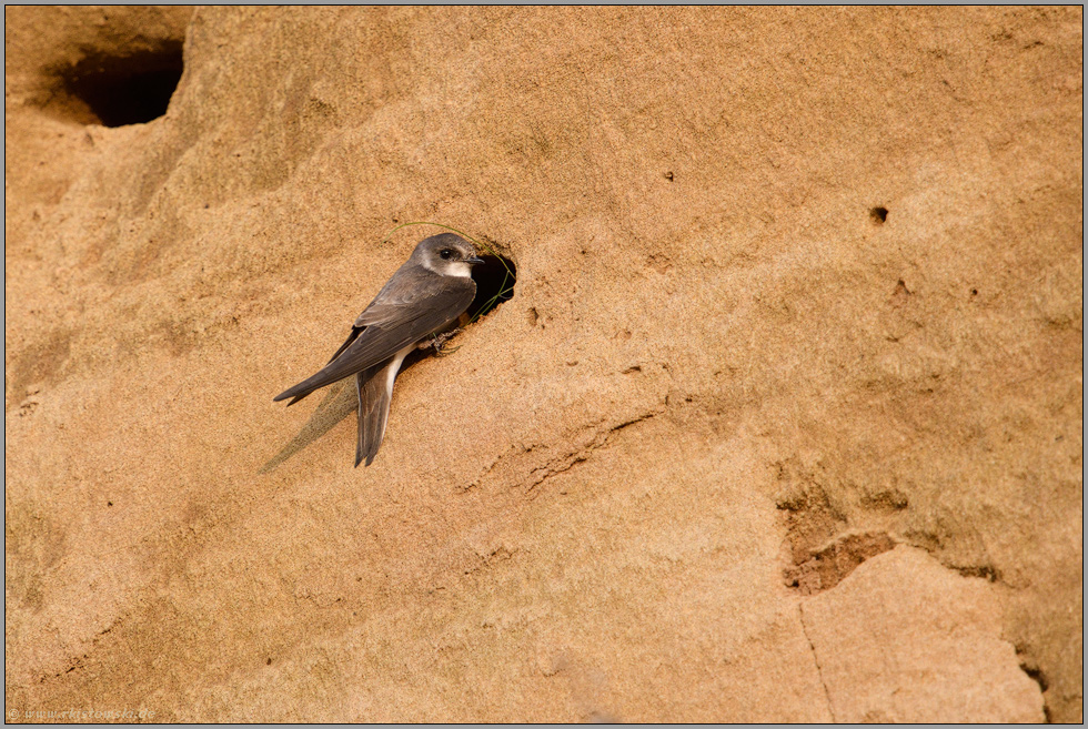 ein kleines Loch in der Wand... Uferschwalbe *Riparia riparia*