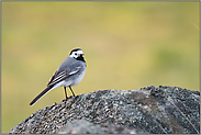 typisch... Bachstelze *Motacilla alba*