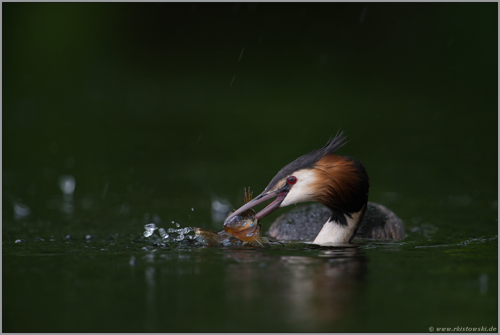 Fischfang... Haubentaucher *Podiceps cristatus*