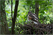 das Nest ist fertig... Sperber *Accipiter nisus*