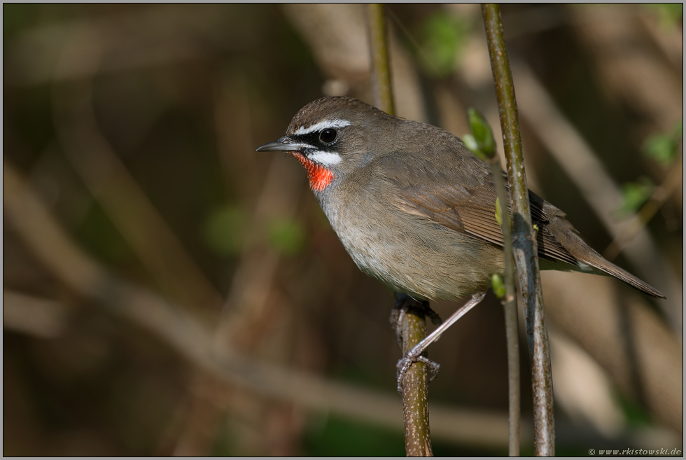 im Gebüsch... Rubinkehlchen *Luscinia calliope*