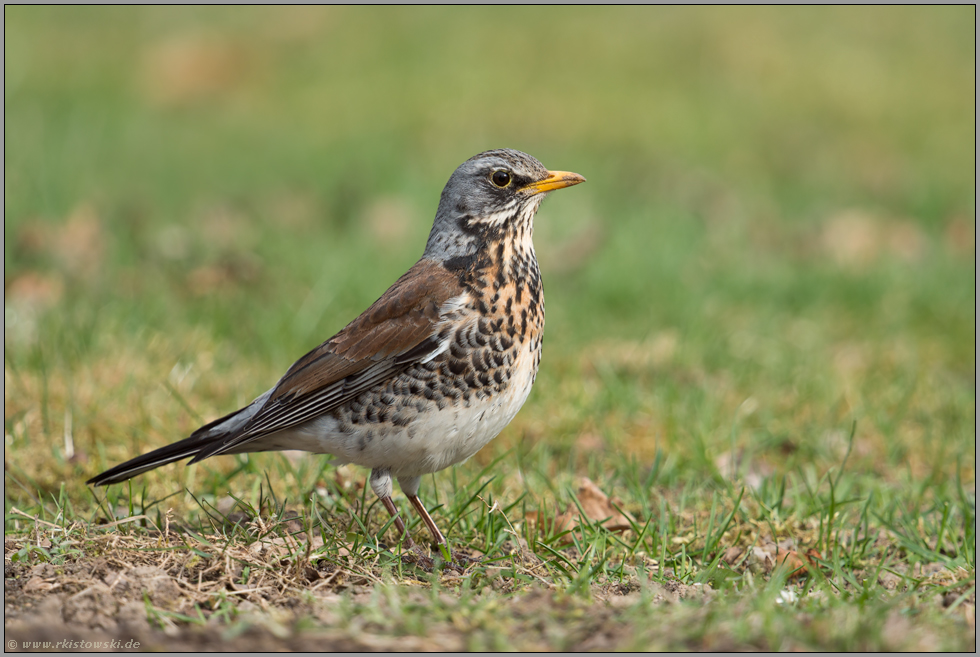 wunderschön gefärbt... Wacholderdrossel *Turdus pilaris*