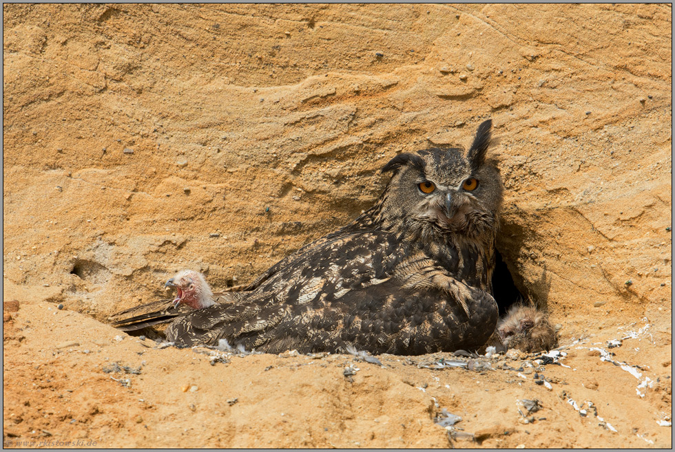 der erste Schrei... Europäischer Uhu *Bubo bubo*