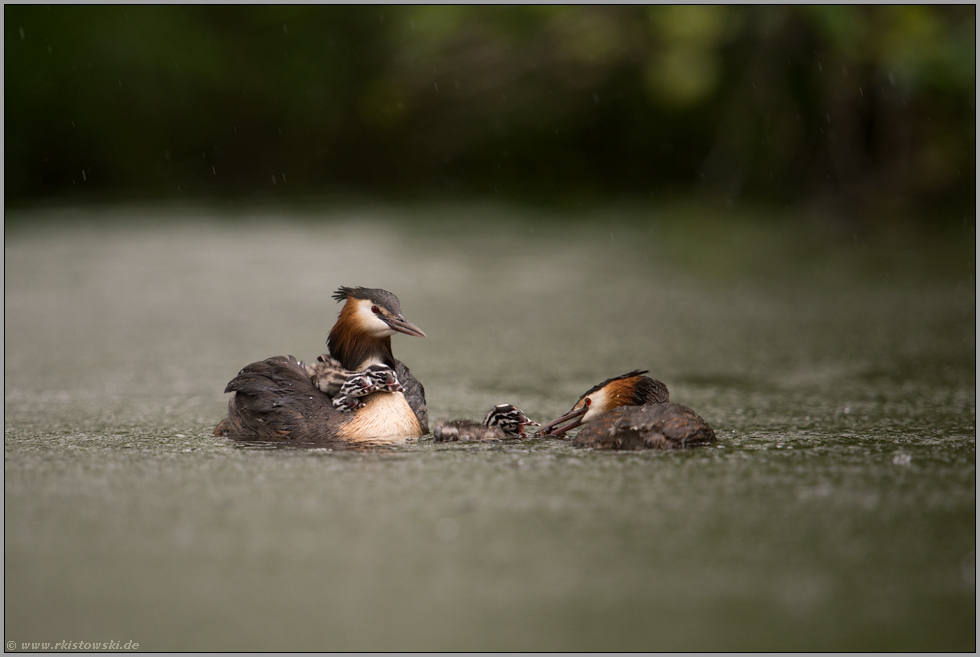 Regen prasselt... Haubentaucher *Podiceps cristatus*