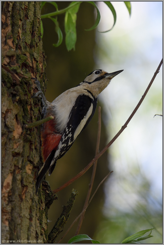 im Bruchwald... Buntspecht *Dendrocopos major*