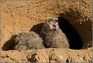 herzhaft... Europäischer Uhu *Bubo bubo*