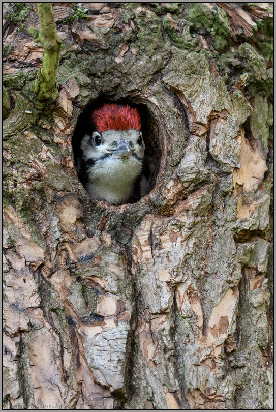 neugierig... Buntspecht *Dendrocopos major*