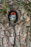 neugierig... Buntspecht *Dendrocopos major*