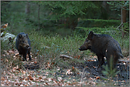 an der Suhle... Wildschwein *Sus scrofa*