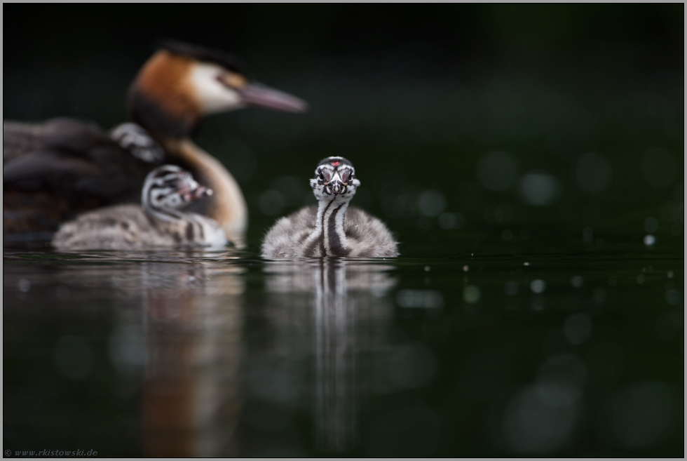 kritische Blicke... Haubentaucher *Podiceps cristatus*