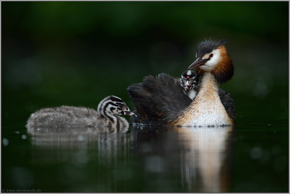 Familienidyll... Haubentaucher *Podiceps cristatus*