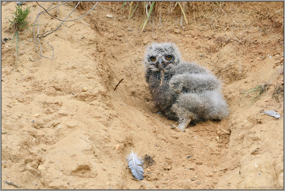 aus dem Nest gefallen... Europäischer Uhu *Bubo bubo*
