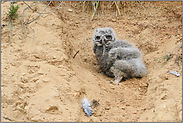 aus dem Nest gefallen... Europäischer Uhu *Bubo bubo*