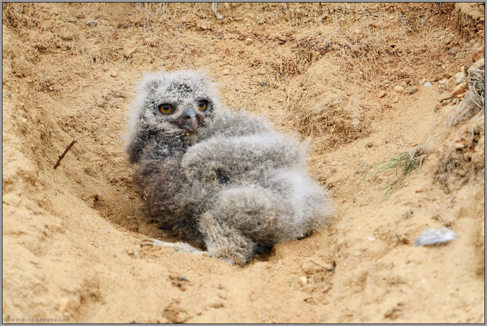 aufgeweckt... Europäischer Uhu *Bubo bubo*