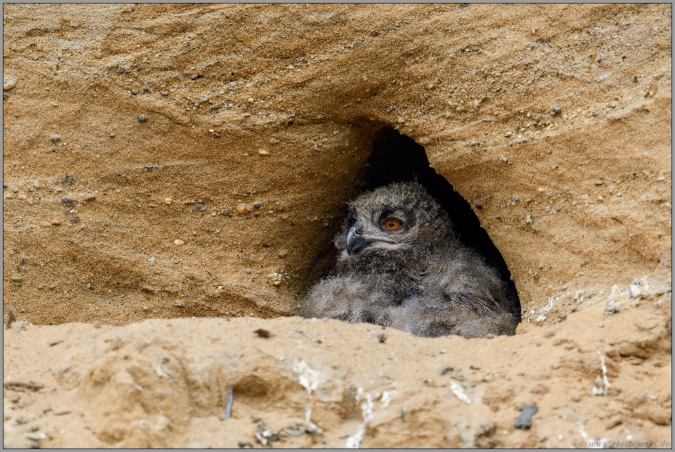 in seiner Bruthöhle... Europäischer Uhu *Bubo bubo*