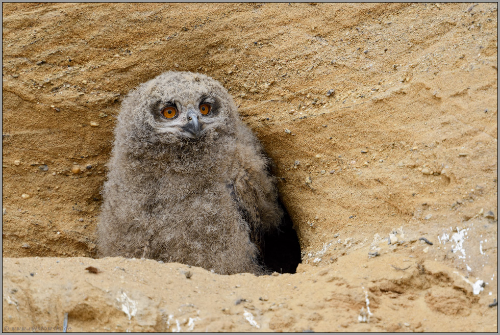 Neugierde... Europäischer Uhu *Bubo bubo*