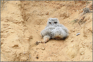 kleiner Gnom... Europäischer Uhu *Bubo bubo*