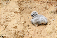 mühevoll... Europäischer Uhu *Bubo bubo*