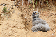 herzergreifend... Europäischer Uhu *Bubo bubo*