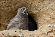 große Klappe... Europäischer Uhu *Bubo bubo*