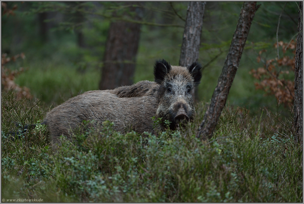 ein kurzer Blick... Wildschwein *Sus scrofa*