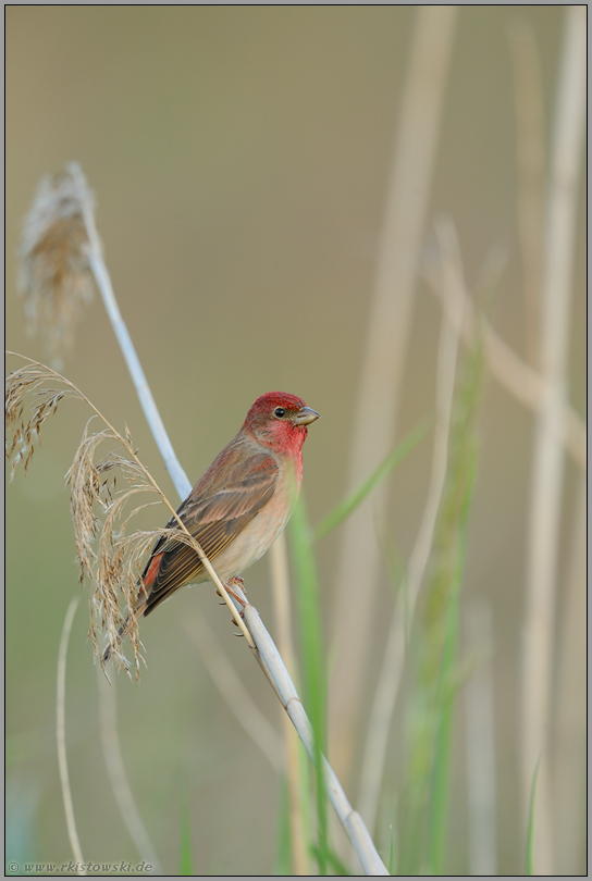 sanfte Farben... Karmingimpel  *Carpodacus erythrinus*