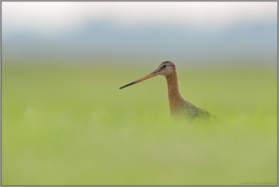 vernebelt... Uferschnepfe *Limosa limosa*