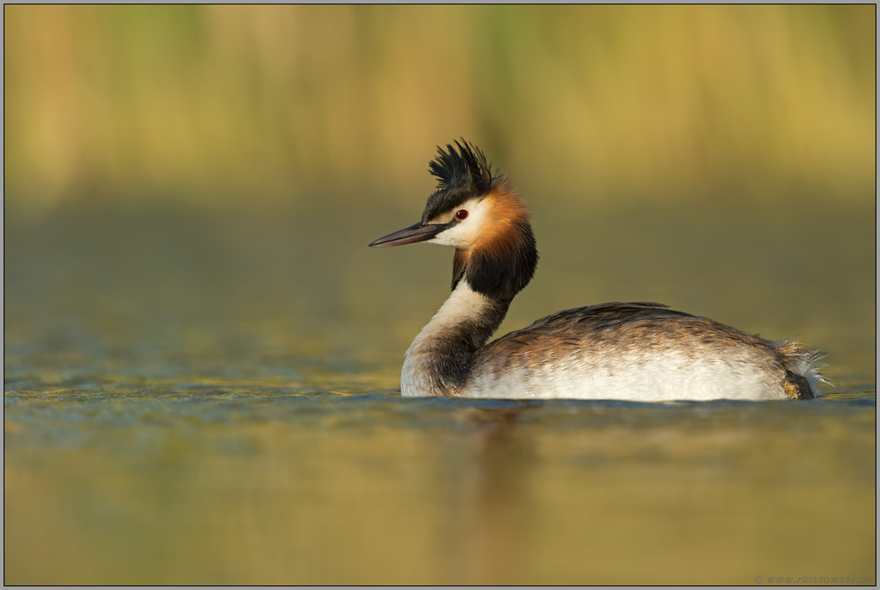 Rückenwind... Haubentaucher *Podiceps cristatus*