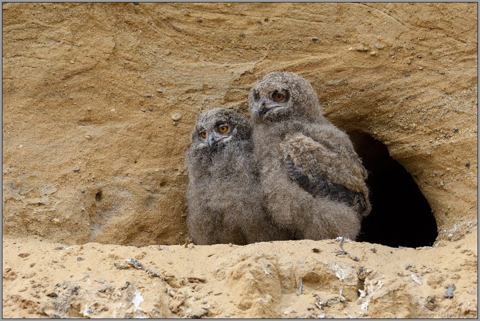 die zwei vom Balkon... Europäischer Uhu *Bubo bubo*