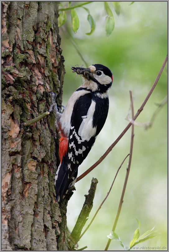 den Schnabel voll... Buntspecht *Dendrocopos major*