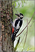 den Schnabel voll... Buntspecht *Dendrocopos major*