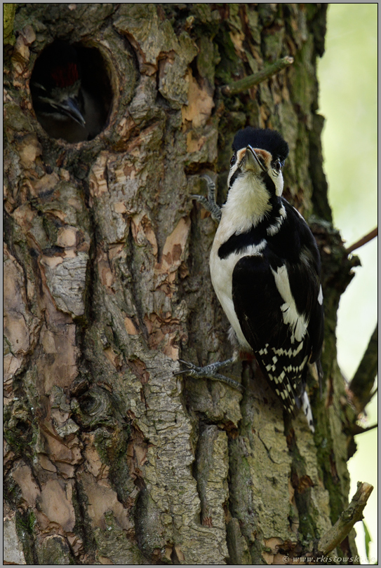 alles im Blick... Buntspecht *Dendrocopos major*