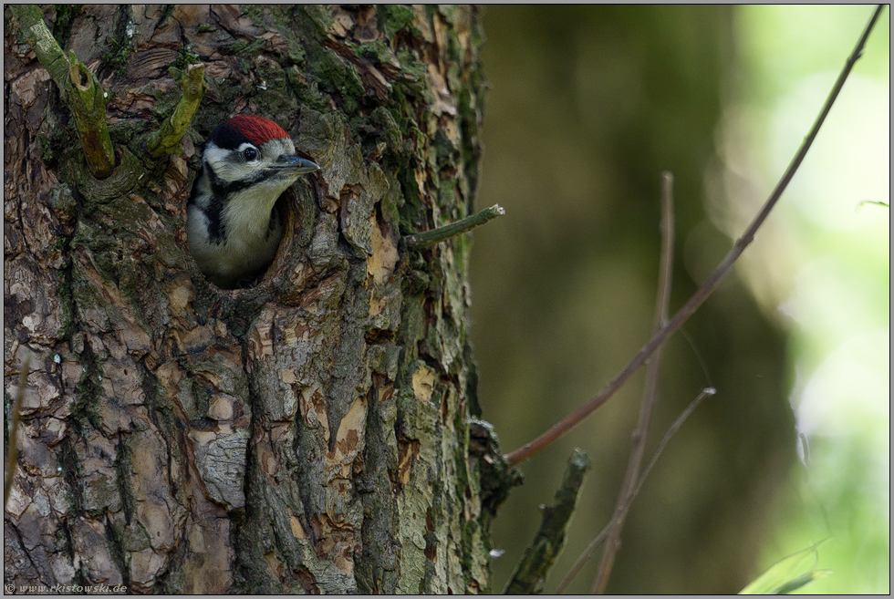 ziemlich keck... Buntspecht *Dendrocopos major*