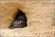 in der Nisthöhle... Europäischer Uhu *Bubo bubo*