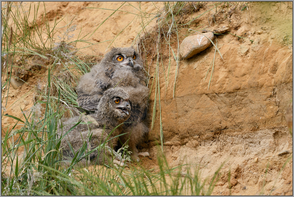 groß geworden... Europäischer Uhu *Bubo bubo*