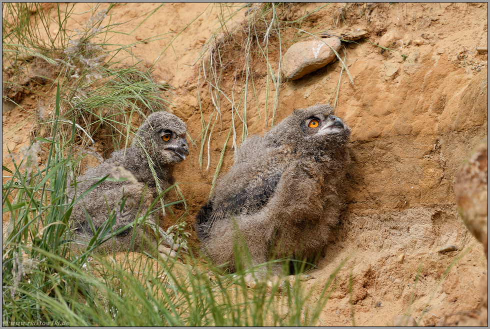 ratlos... Europäischer Uhu *Bubo bubo*