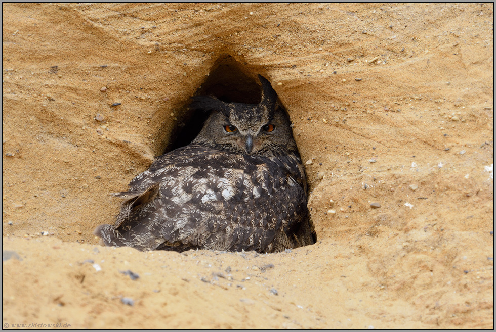 der Altvogel... Europäischer Uhu *Bubo bubo*