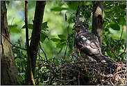 weiß gefleckt... Sperber *Accipiter nisus*