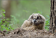 Bodenlandung... Europäischer Uhu *Bubo bubo*