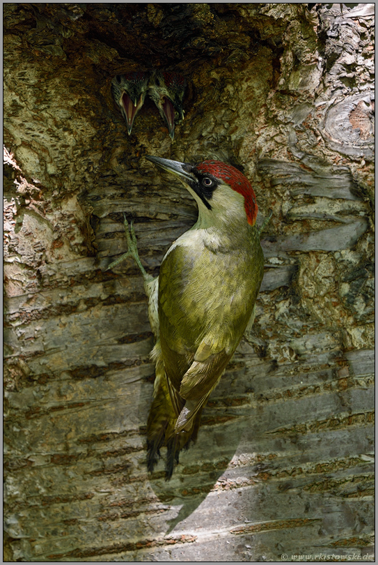 hungrige Schnäbel... Grünspecht *Picus viridis*