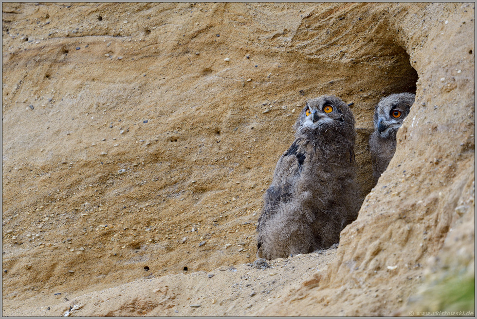 aus dem Eingang ihrer Bruthöhle heraus... Europäischer Uhu *Bubo bubo*