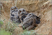 im Übergangsstadium vom Nestling zum Ästling... Europäischer Uhu *Bubo bubo*