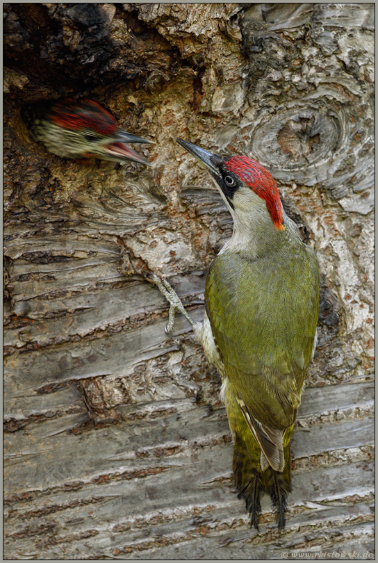 hektisch... Grünspecht *Picus viridis*